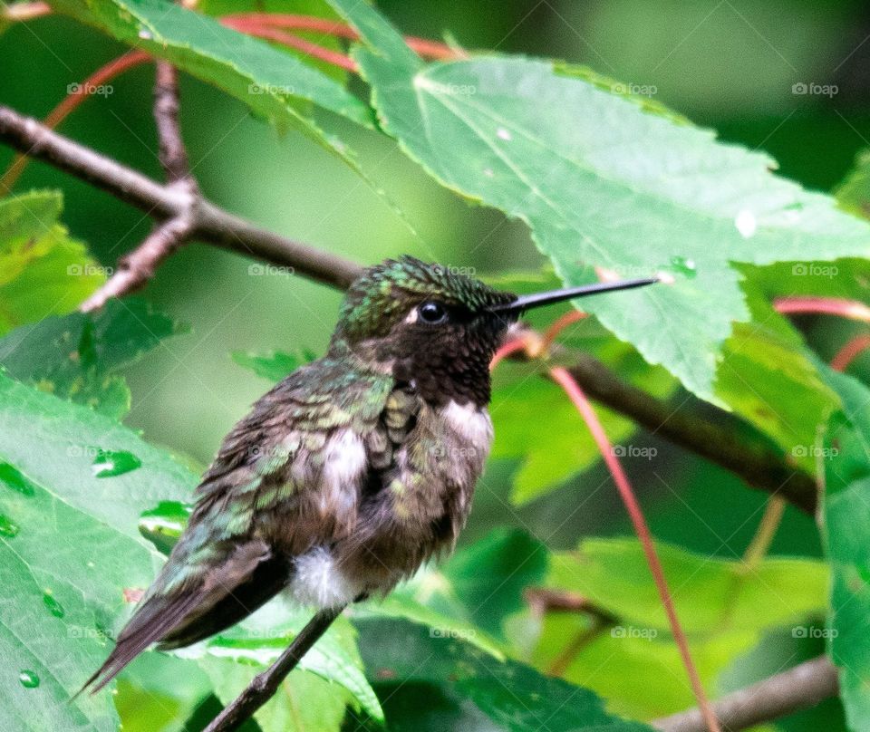 Closeup of hummingbird on rainy day with ruffled feathers
