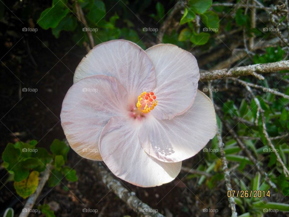 Flower hibiscus fair tropical plant