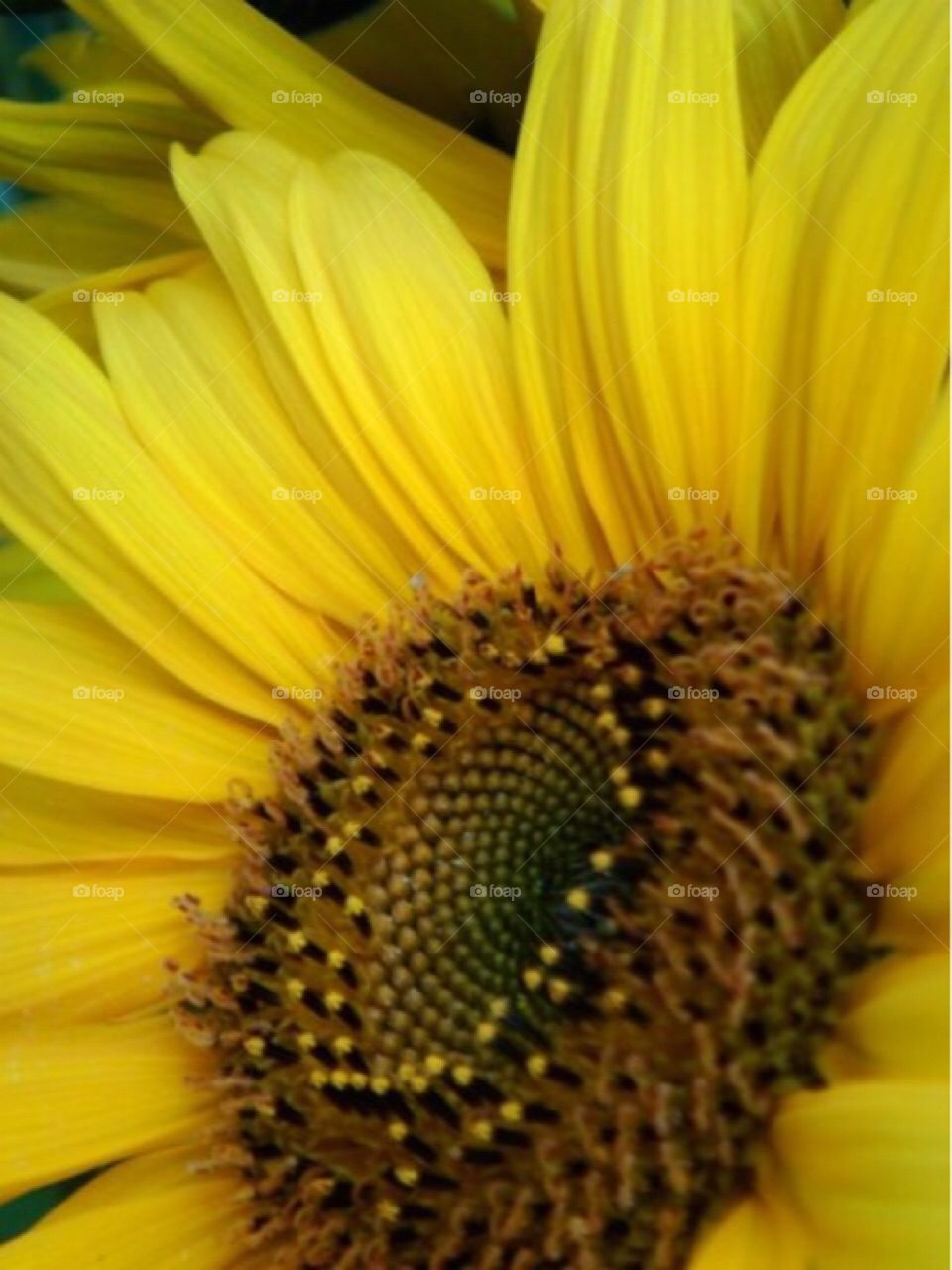 Sunflower 