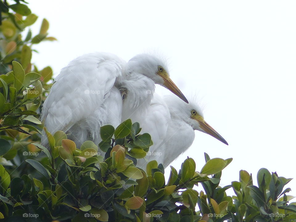 Two young egrets 