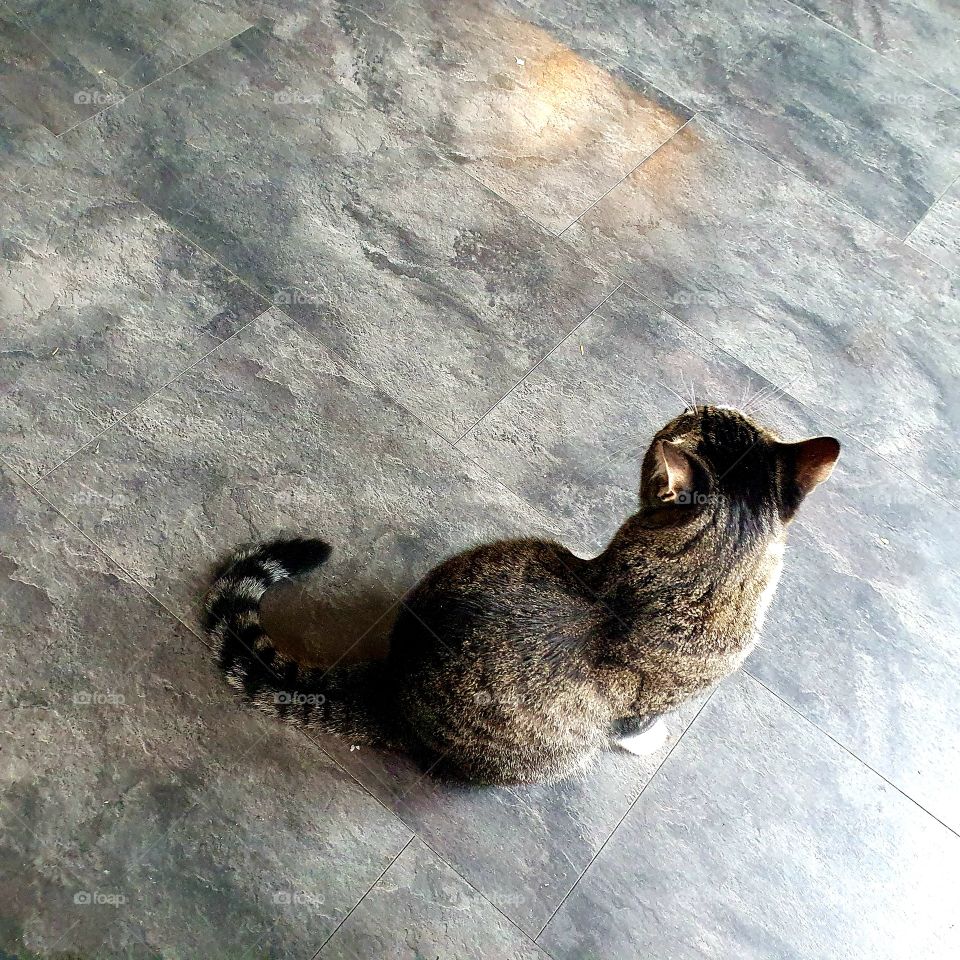 The back of tiger the house cat