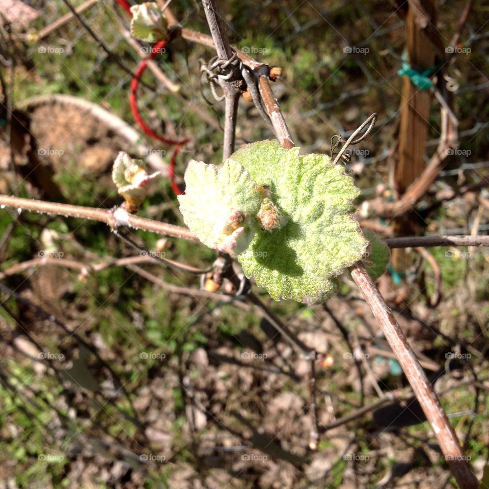 Grape vine blooming