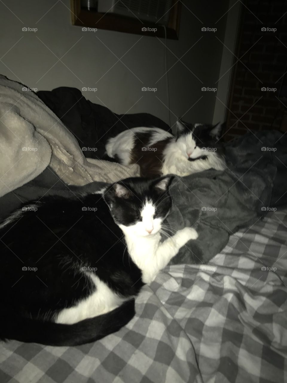 Cat, Sleep, Bed, Mammal, Bedroom