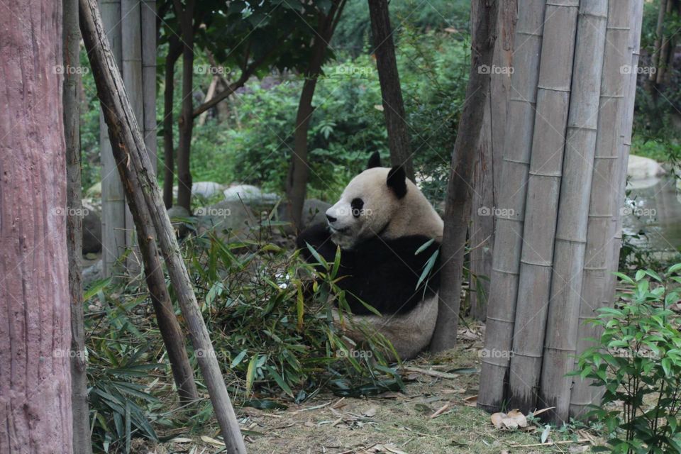 chill panda. panda reserve in China