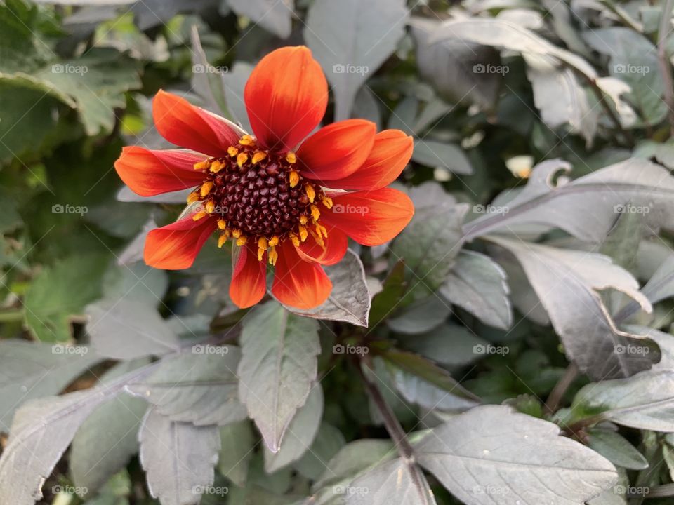 Nice dahlia 