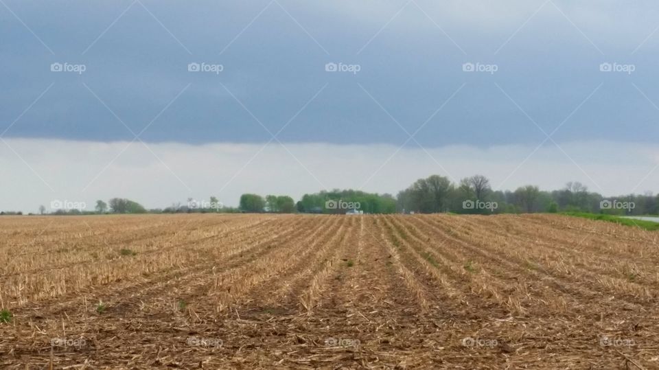 cornfield  with low dark cloud