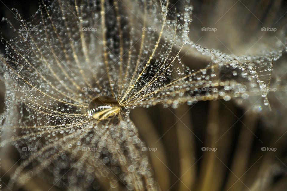 Drops of transparent and clean morning dew on a dandelion down close-up.