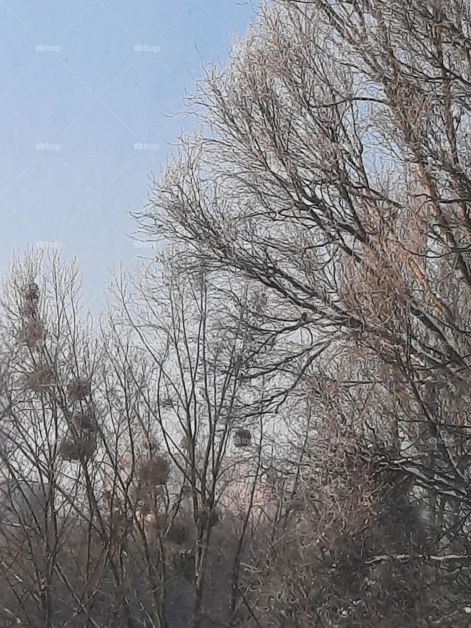 winter trees at frosty day