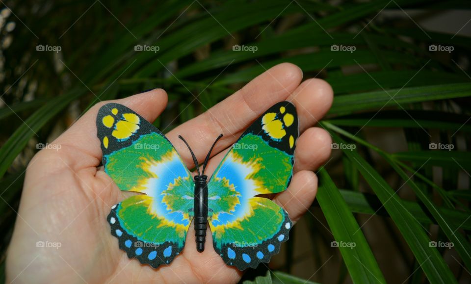 Nature, Summer, Outdoors, Butterfly, No Person