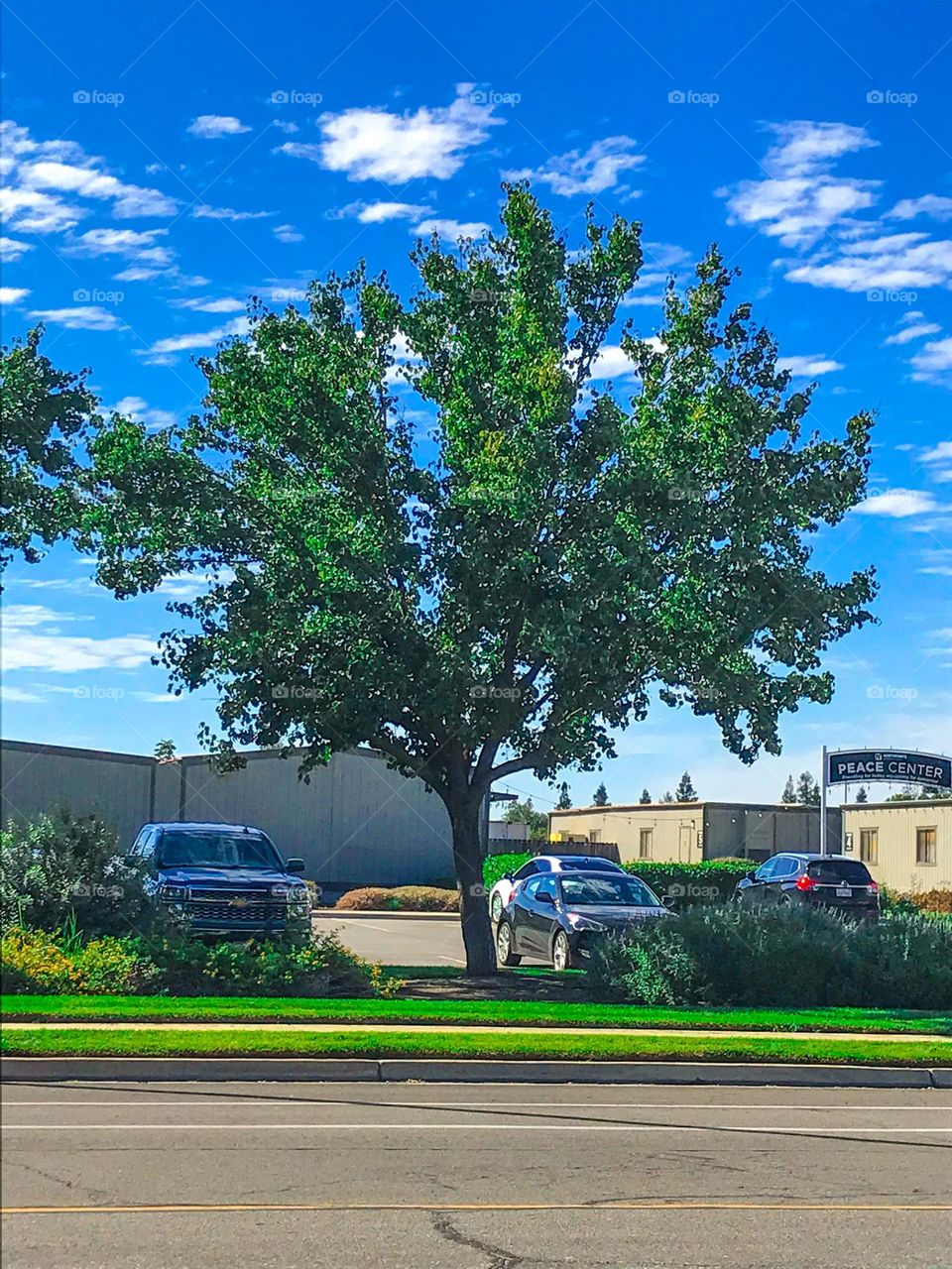 A tree at the church parking lot on a Sunday morning.