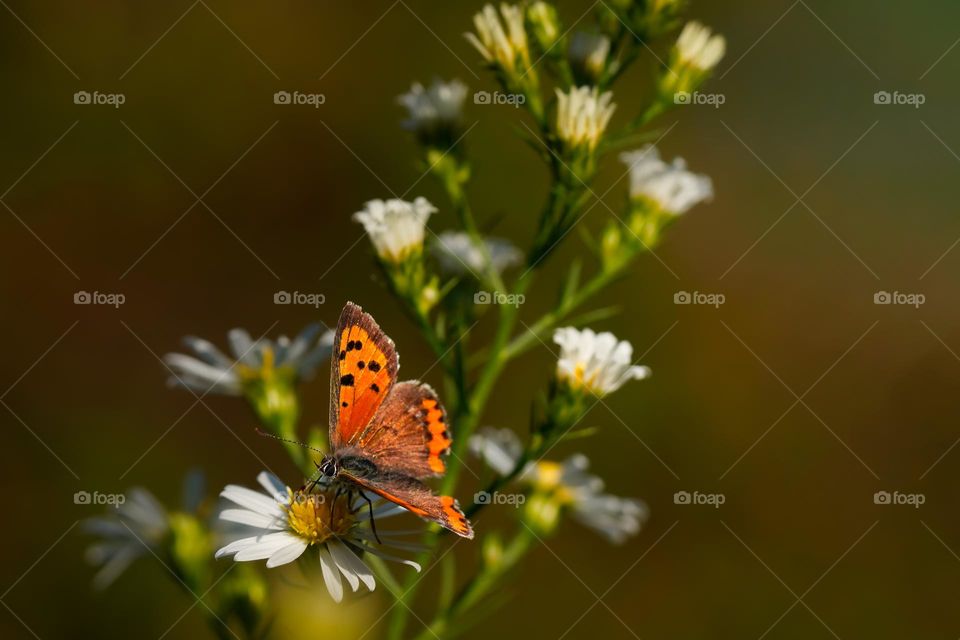 Red butterfly 