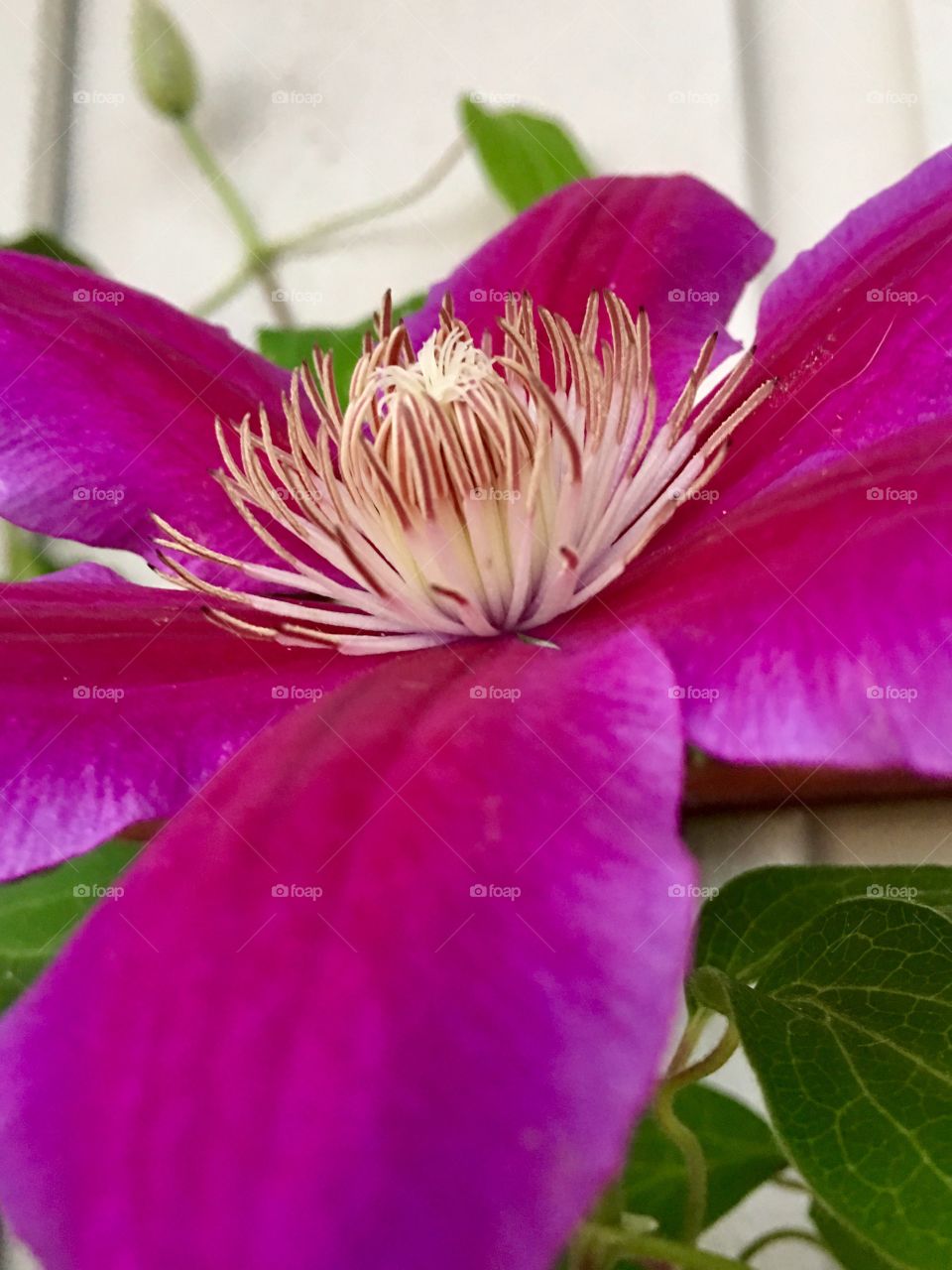 Clematis flower 