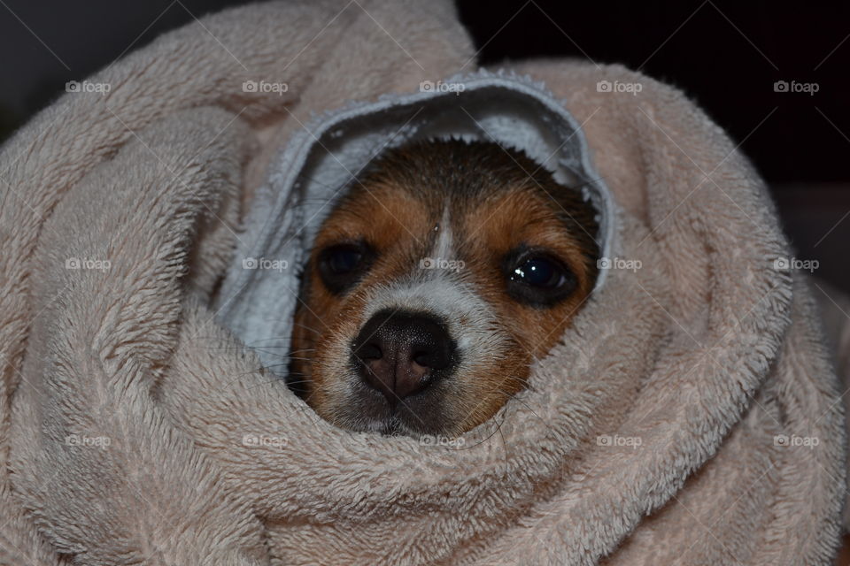 Wet beagle