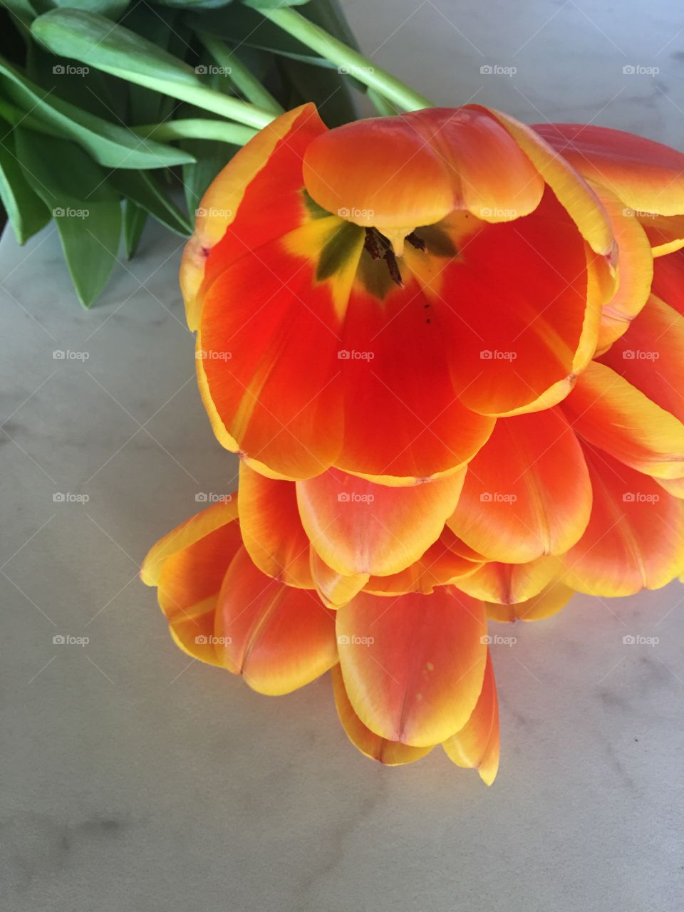 Orange tulips to welcome the spring season.