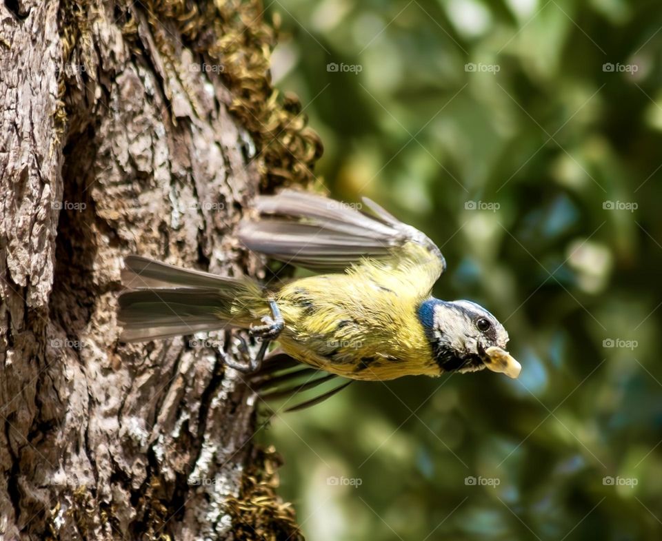Eurasian Blue Tit removes fecal sac from nest