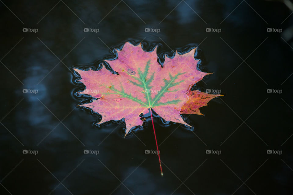 Beautiful colorful maple leaf on dark water autumn , lönn  höstlöv mörk bakgrund vatten 