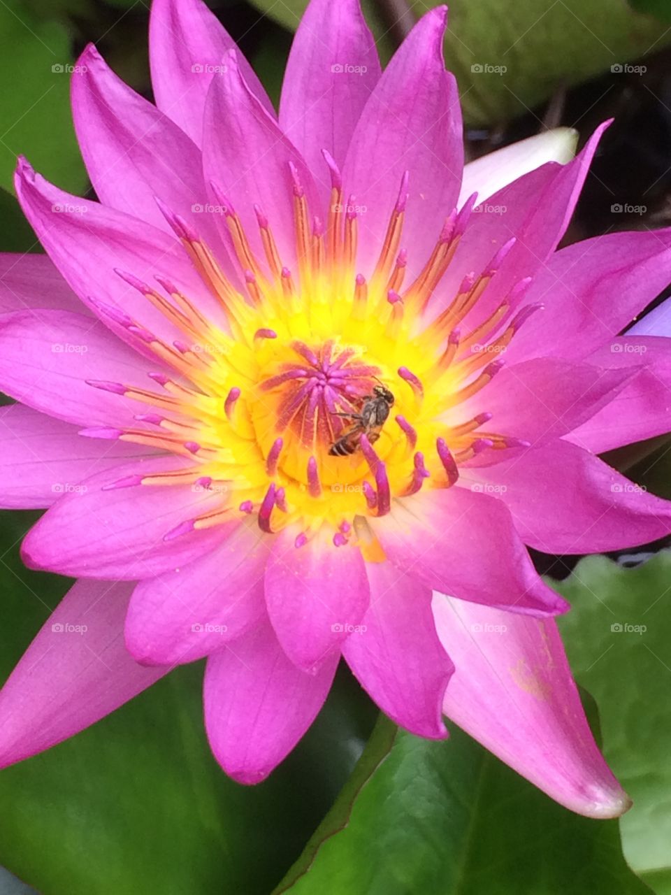Bee sucking sweet nectar from pink lotus.