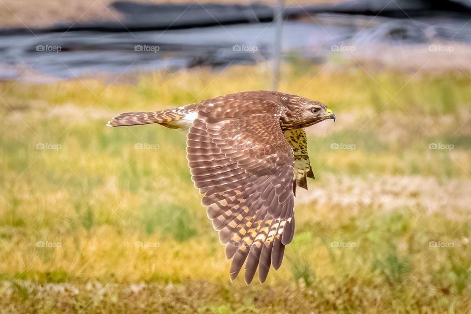 A red-shouldered hawk zips along just above the ground. 