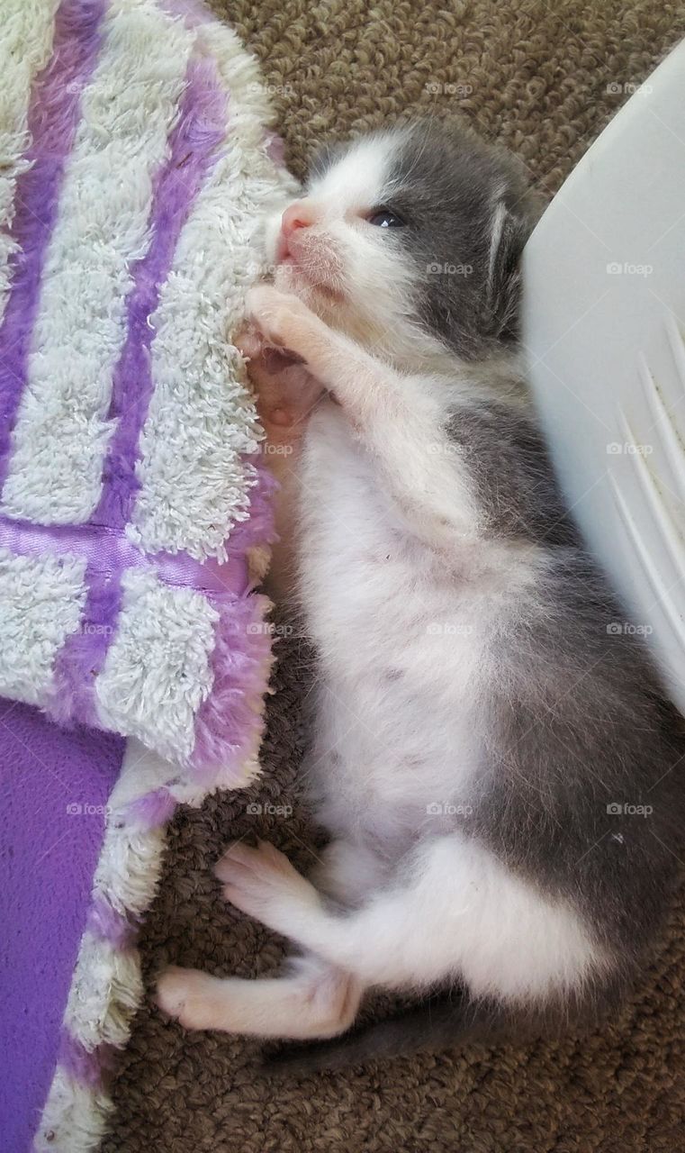 Very small gray and white kitten sleeping by a woman’s slipper. Kitten is only a few weeks old and still has very pink paws nose and mouth.