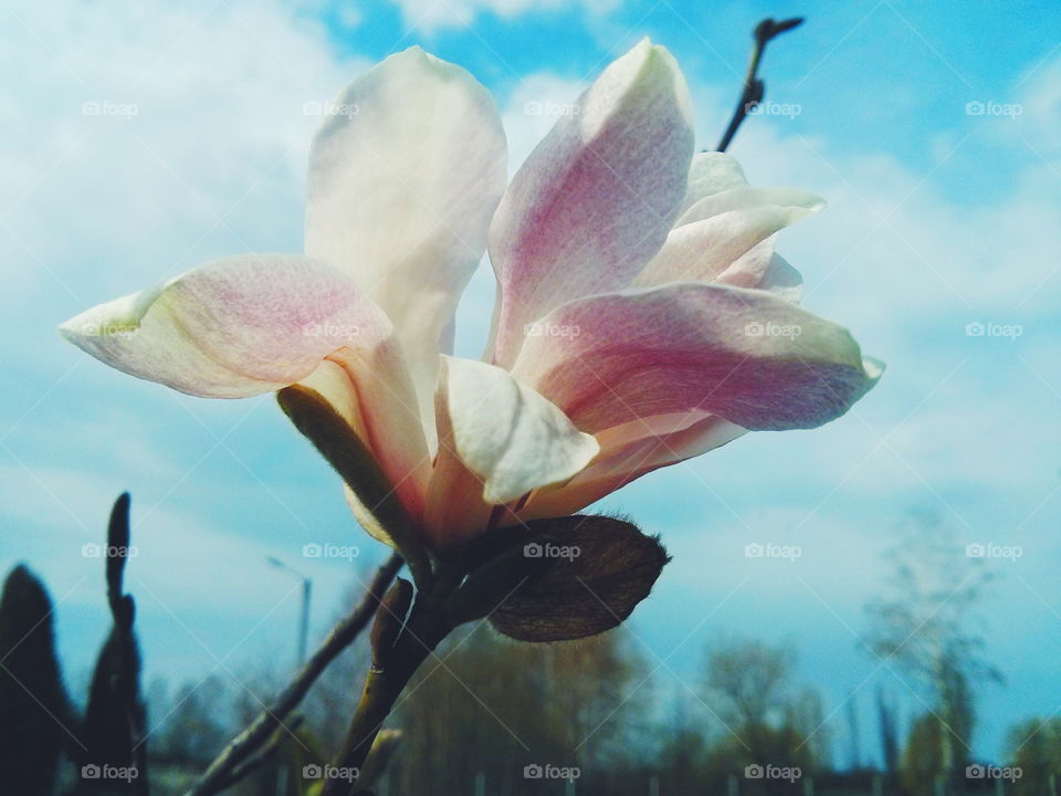 Magnolia blossom. Magnolia blossom on sky background