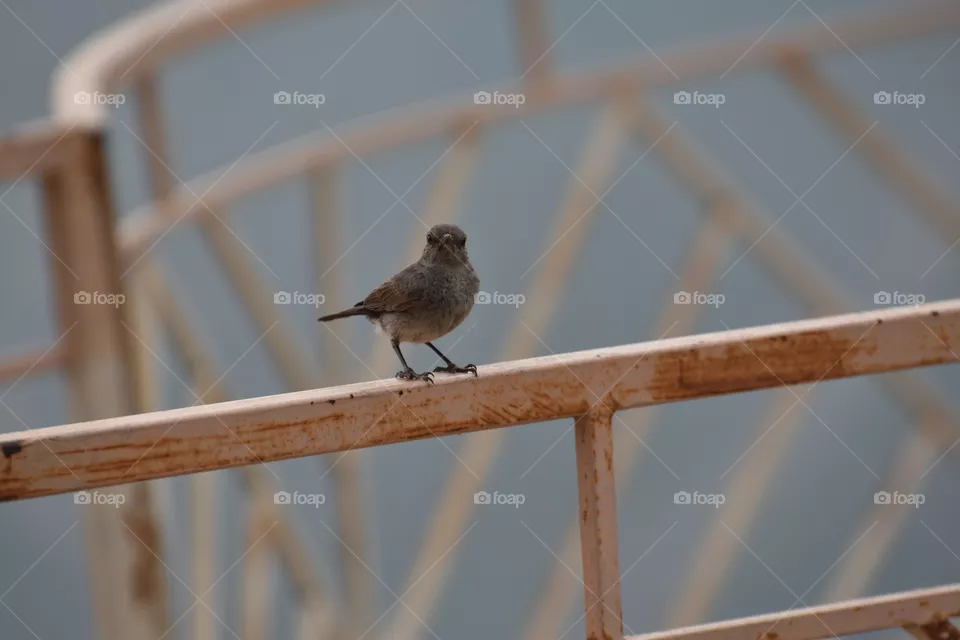 Bird