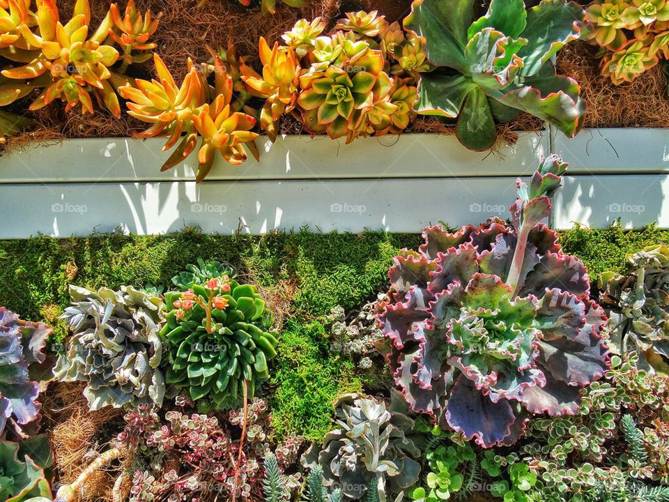 Living Wall Succulent Installation 