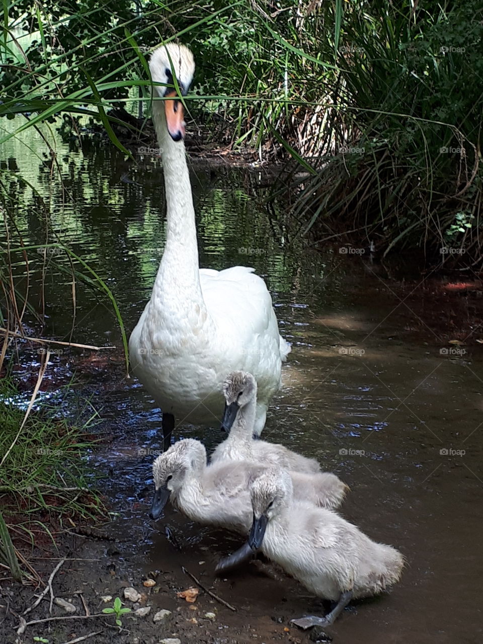 Swan With Cygnets