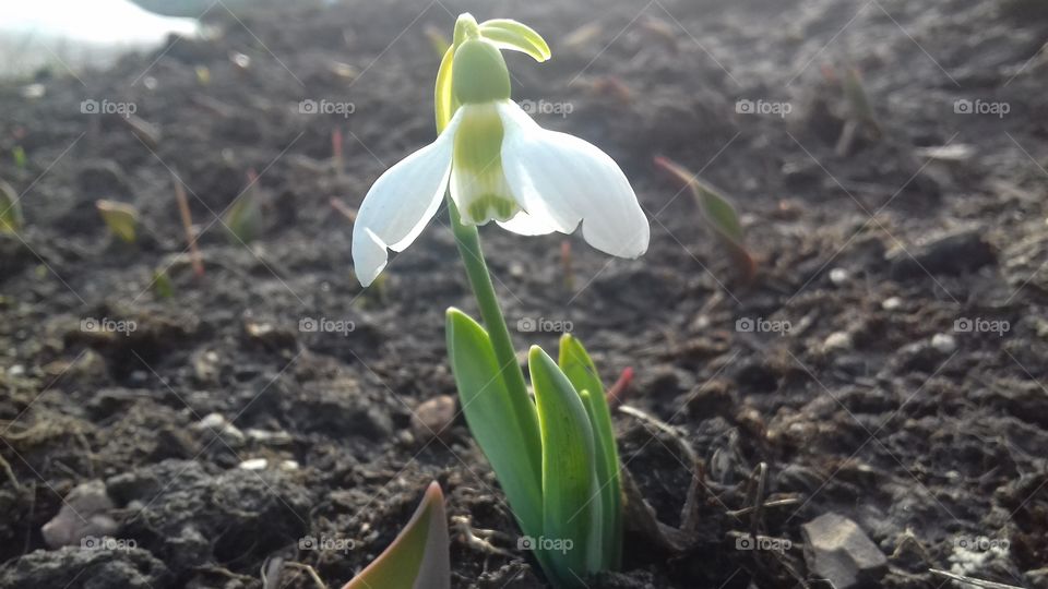 snowdrops are the first flowers