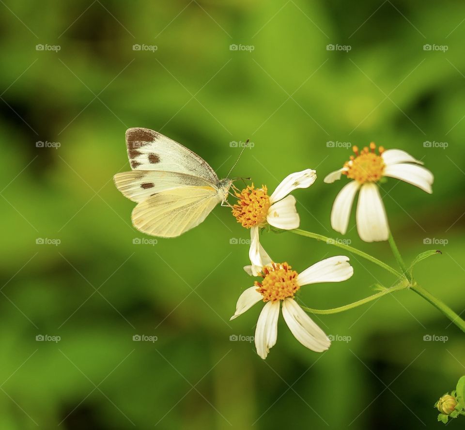 Relation between Butterfly and flowers in natures..