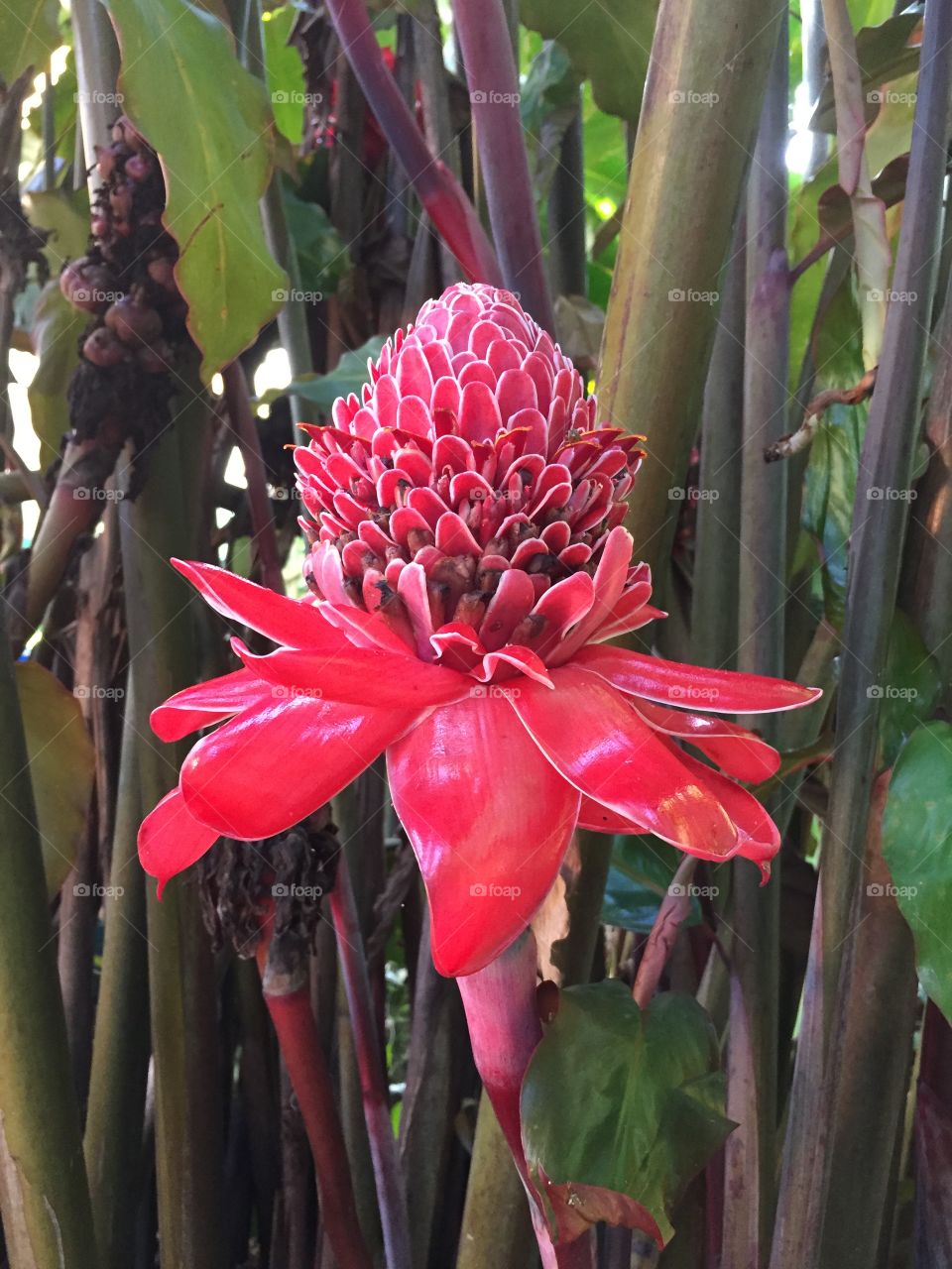 Tropical flower