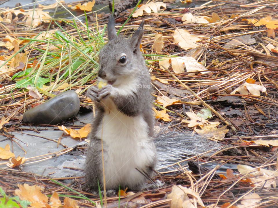 Squirrel eating acorn