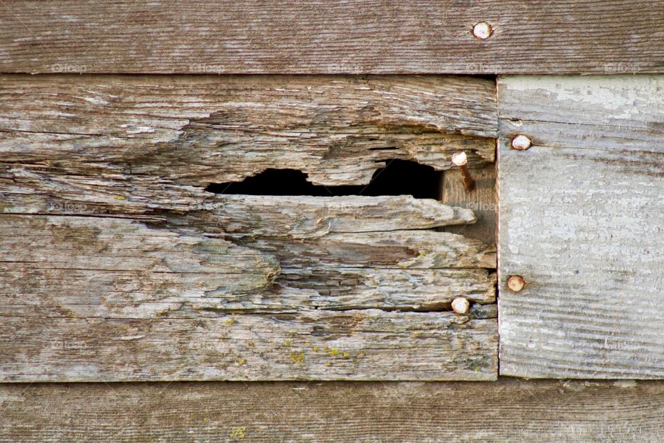 Closeup of eathered and decaying wooden siding with rusty nails on an antique farm building 