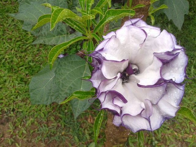 Flor