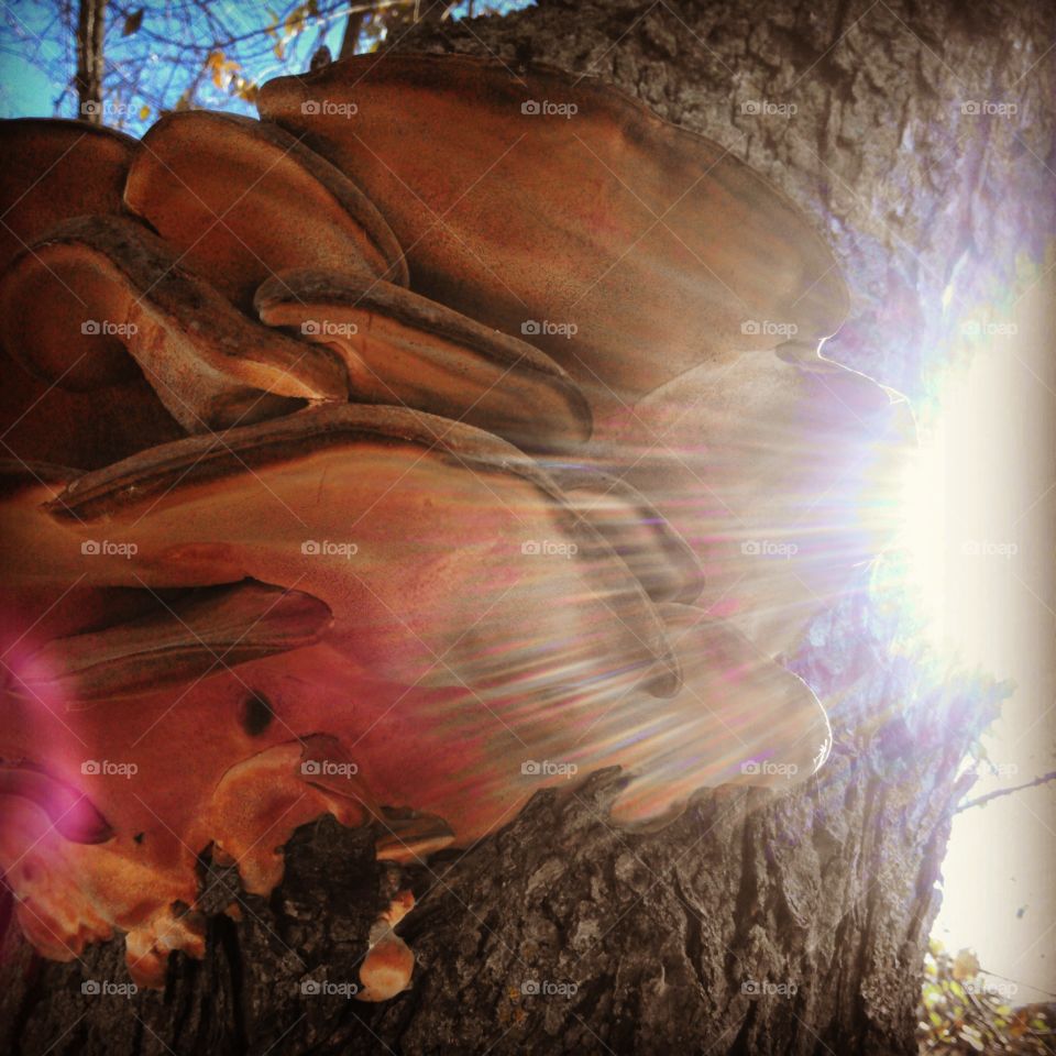 shroom shine. giant mushroom on a tree in my back yard