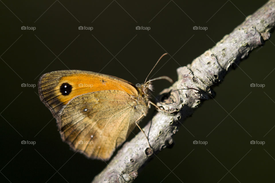 Gatekeeper (Maniola tithonus)