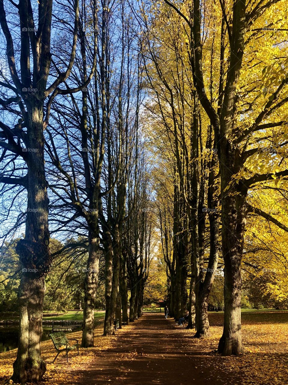 Autumn trees, walk the alley with yellow leafs