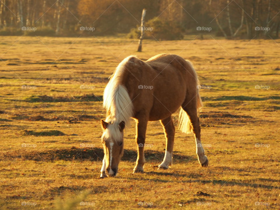 New Forest pony grazing at sunset near Brockenhurst
