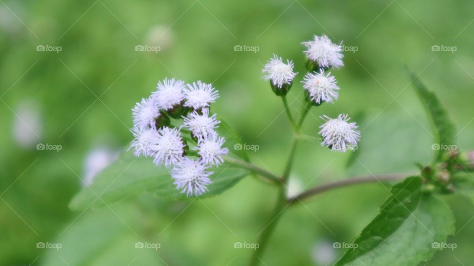 Bandotan or Wedusan is a type of agricultural weed belonging to the Asteraceae tribe. This seasonal herb comes from tropical America, especially Brazil