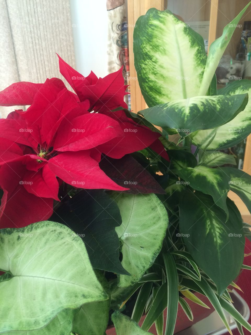 Poinsettia 