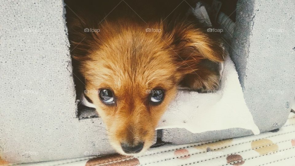 puppy dog eyes