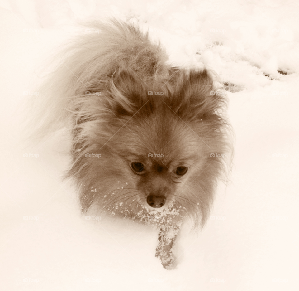 snow paw prints foot prints winter by binkyboo