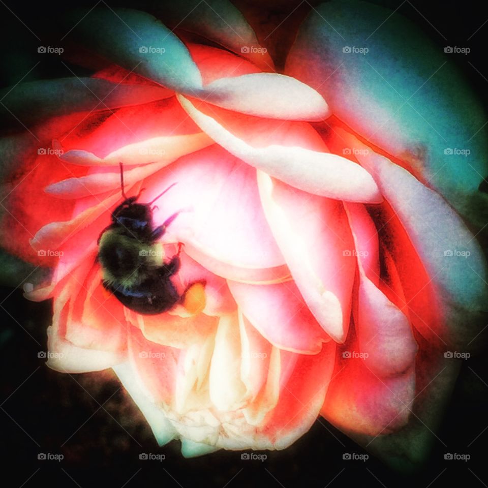 Worker.. The symbiotic relationship between bee and flora.