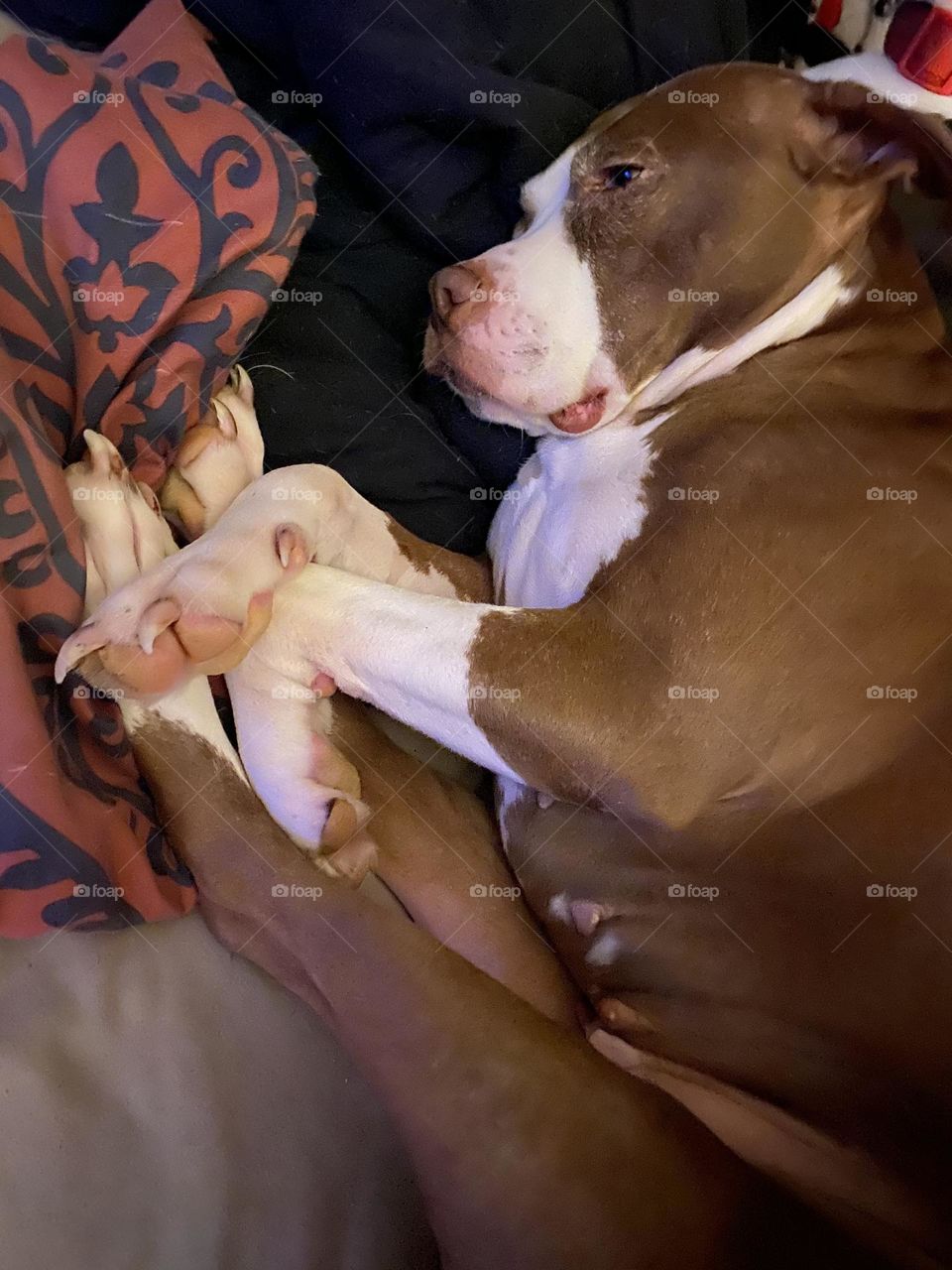 The cutest pitbull ever named Motorola! 