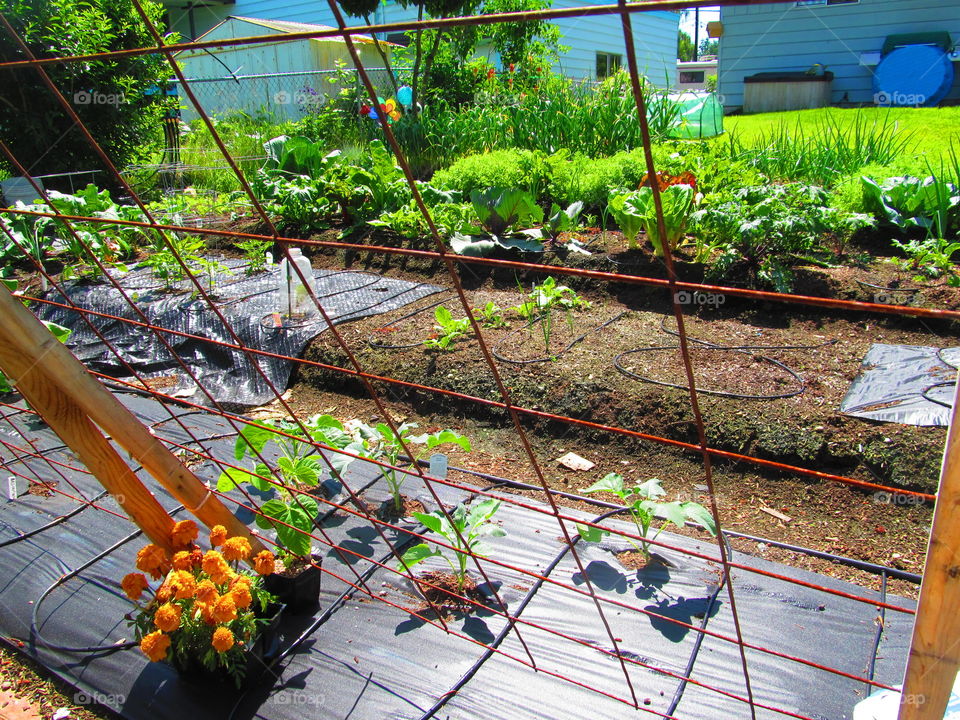 urban farming