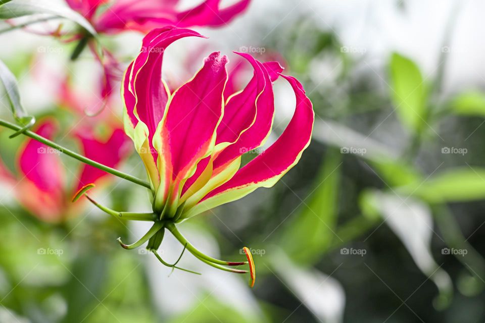 Magenta color flower