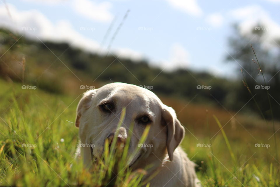 Labrador 