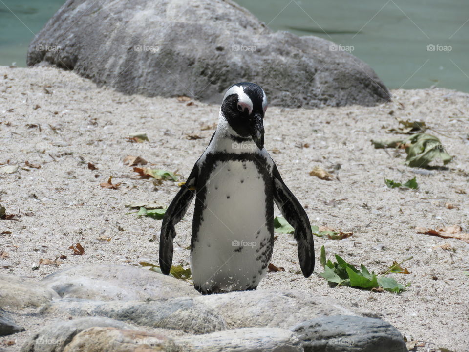 penguin