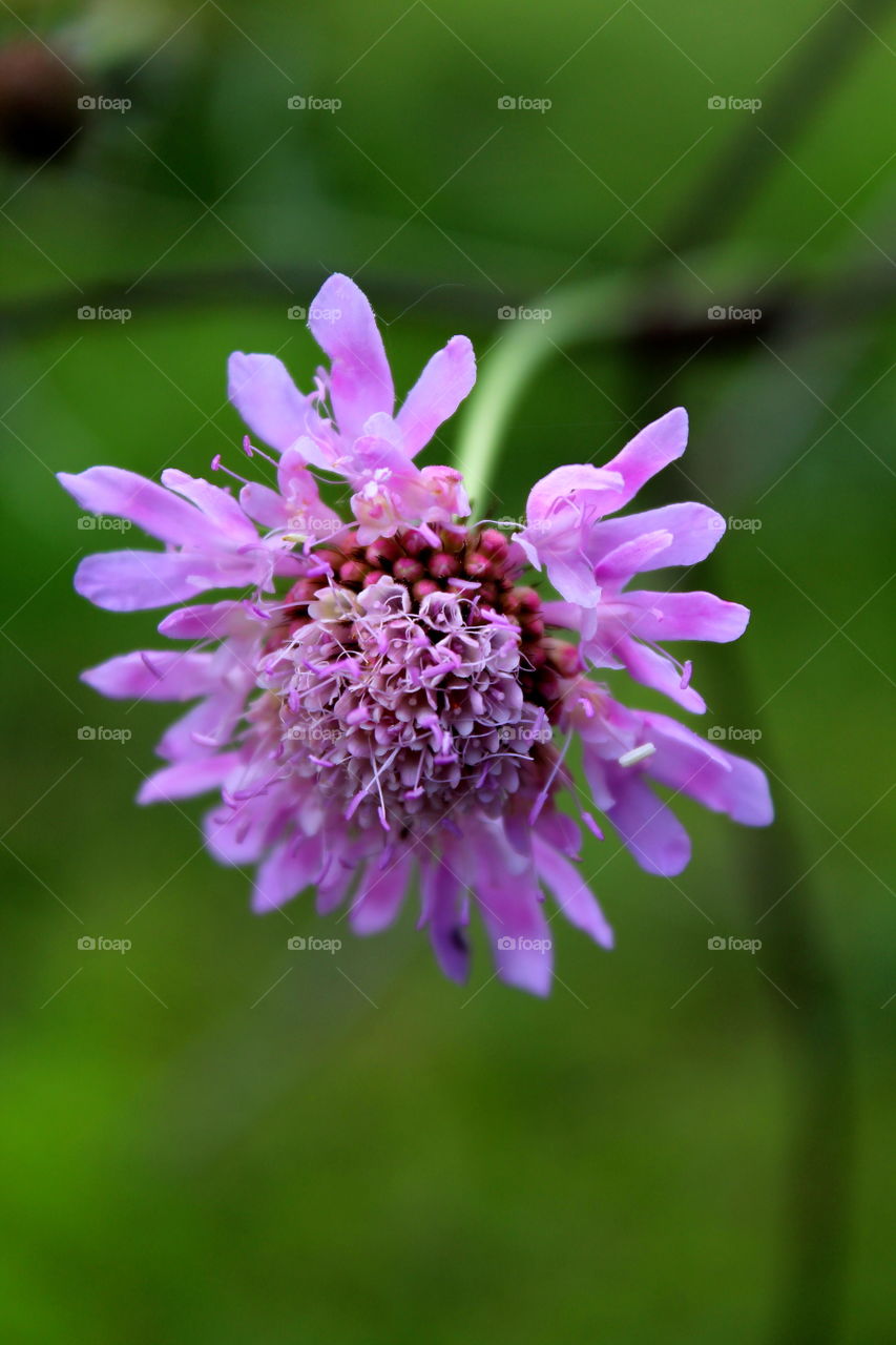 Pink flower