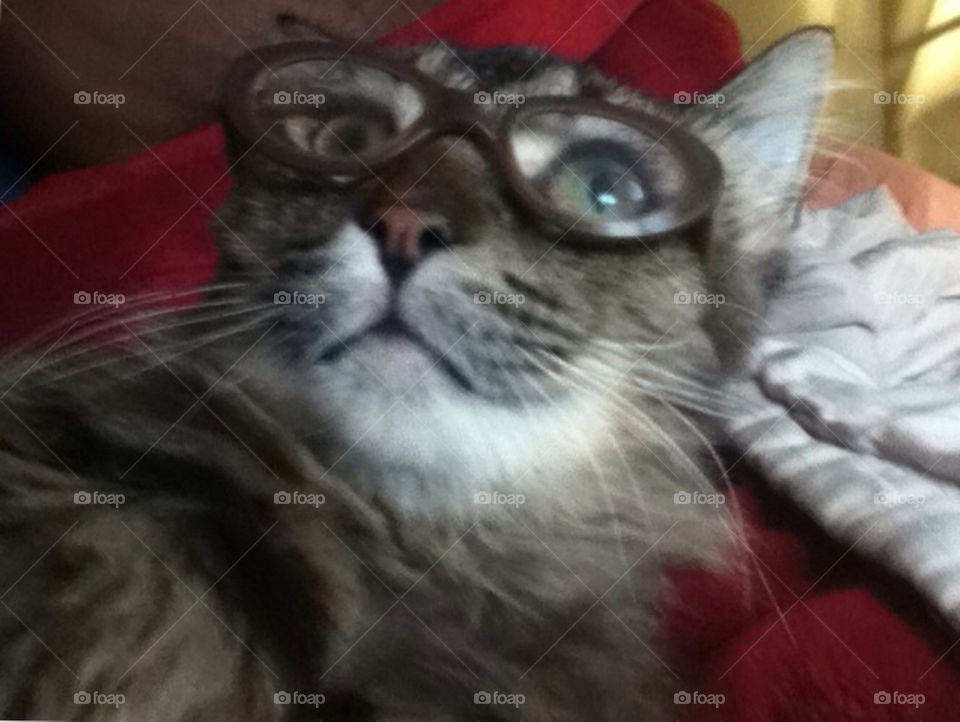 glasses cat costume alex.nave by Alexander.Nave