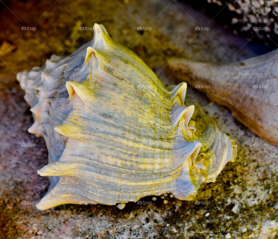 Sea shell on rock